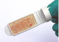 Textile bacteria